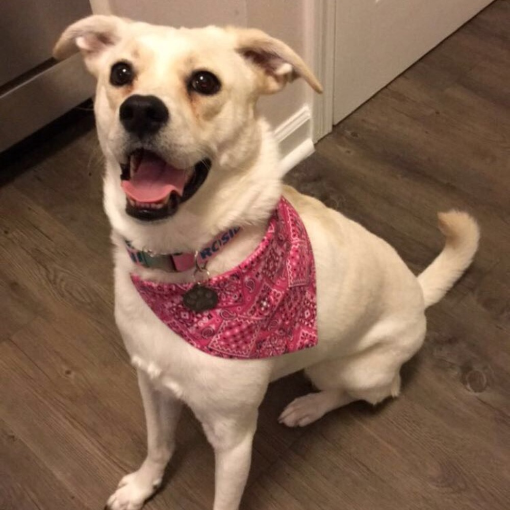 Meet your Posher, Rosie